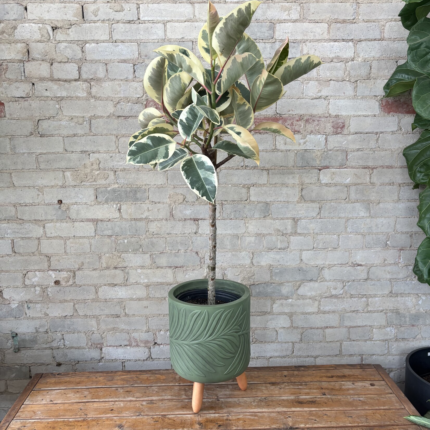 Beryl Leaf Pot with legs (fits 10") Olive Green