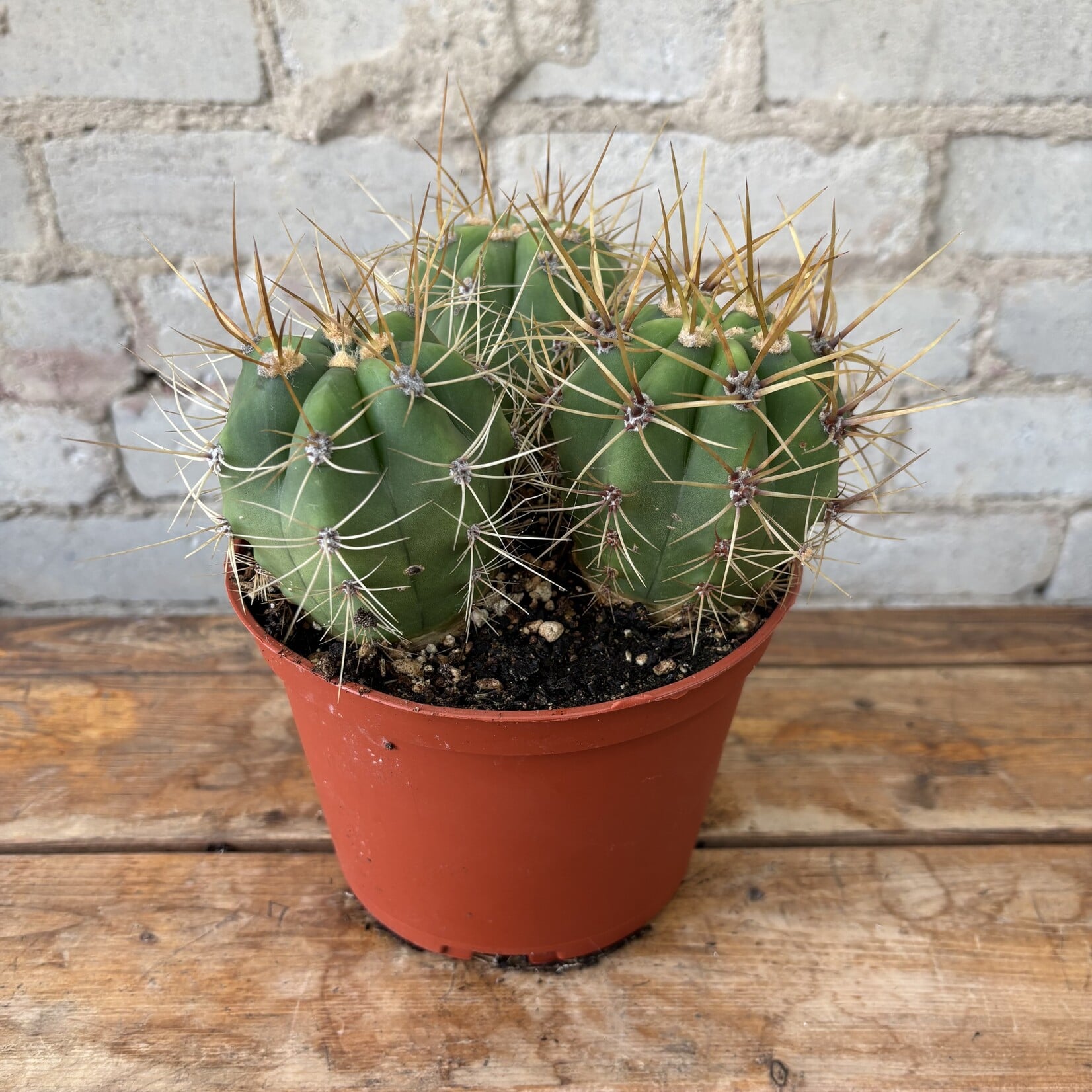 Argentine Saguaro Cactus 6"