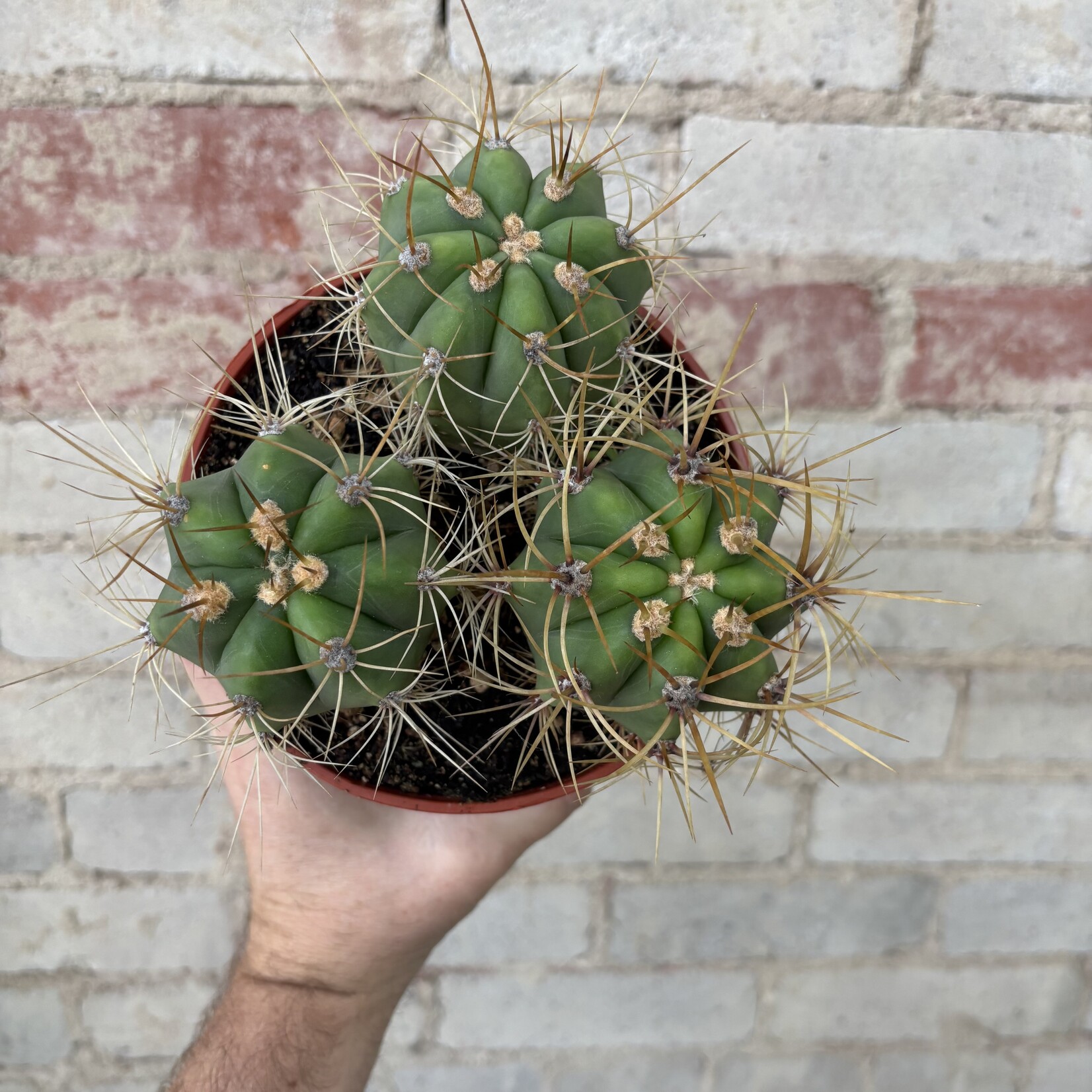 Argentine Saguaro Cactus 6"