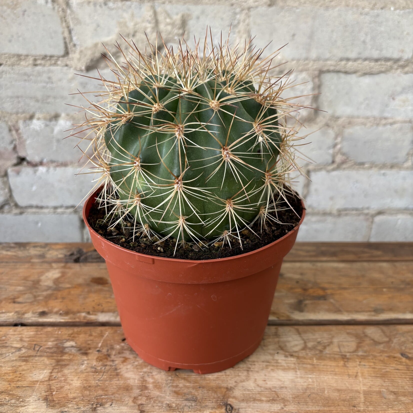 Echinopsis Formosa 6"