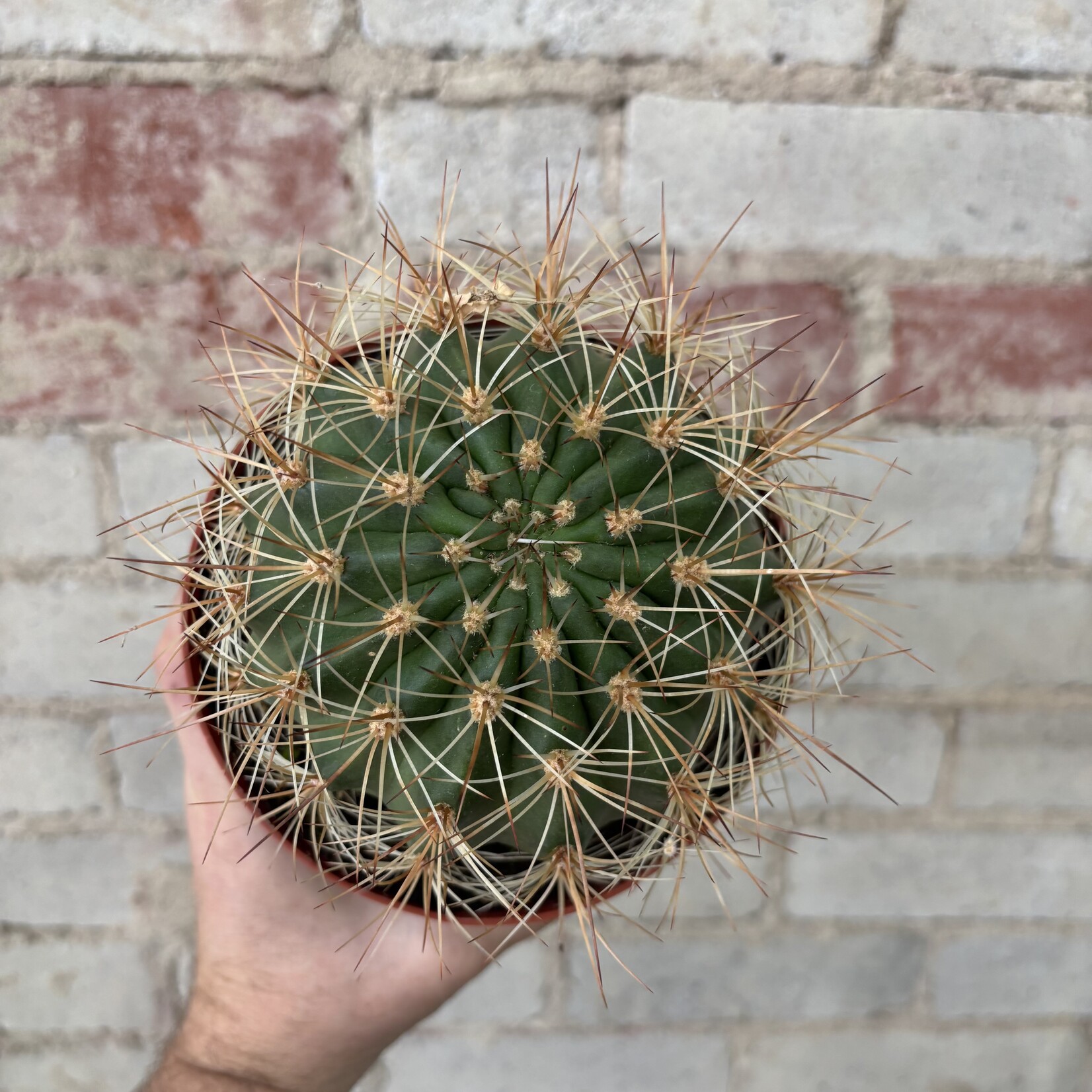 Echinopsis Formosa 6"