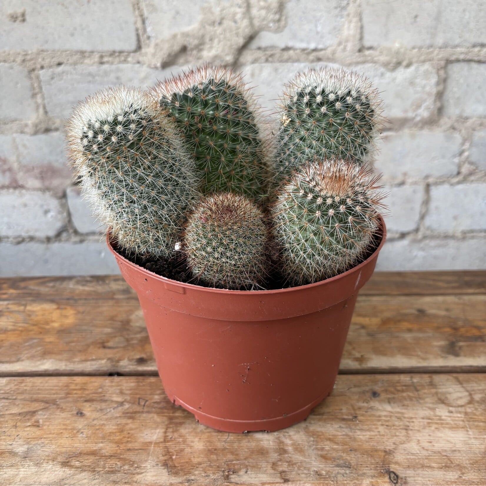 Pincushion Cactus 6"