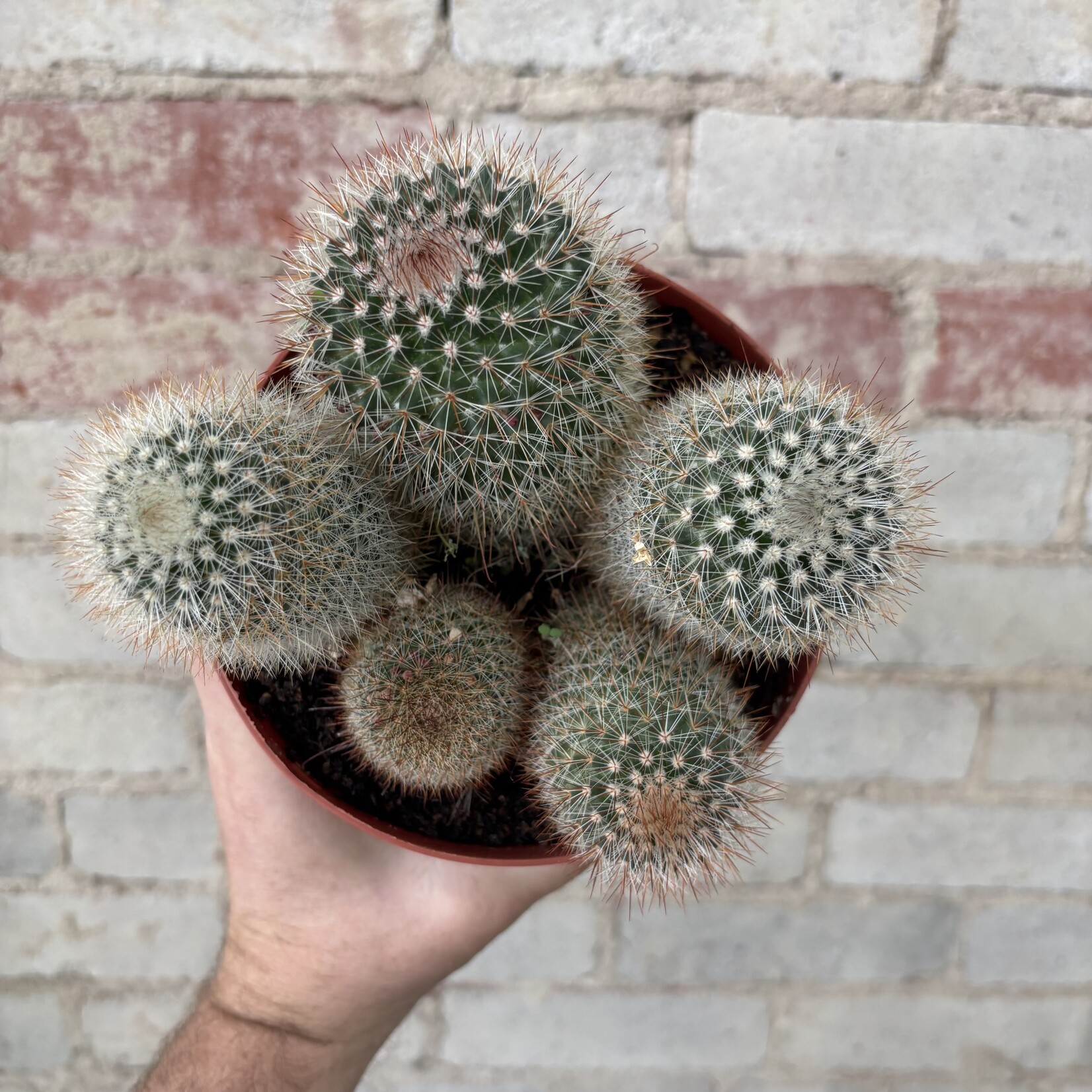 Pincushion Cactus 6"