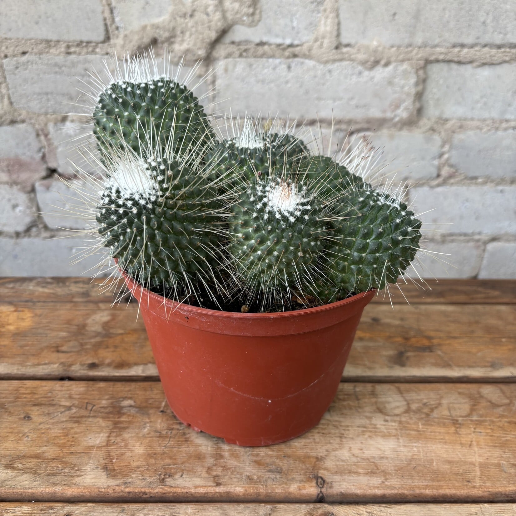Mammillaria Spinosissima 6"