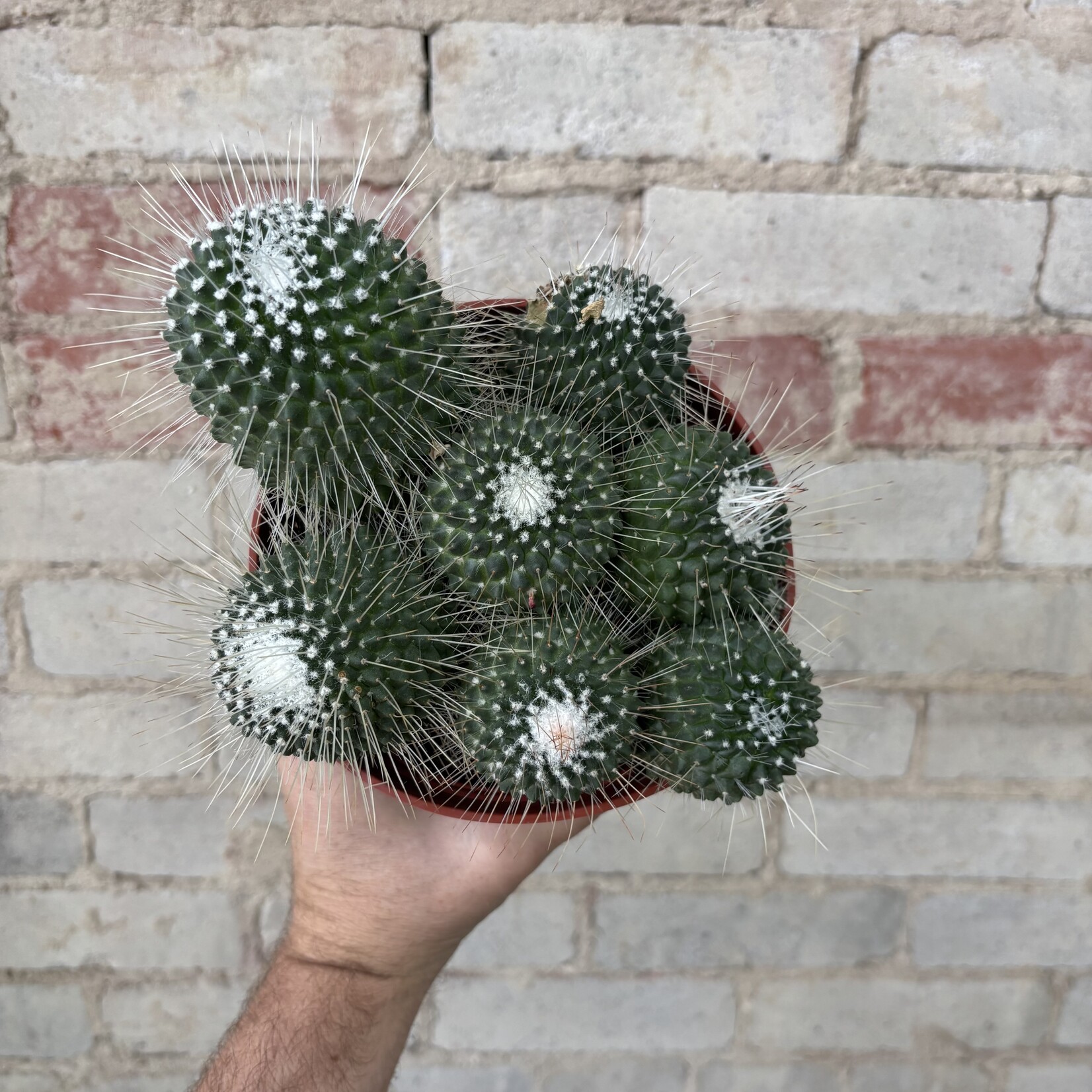 Mammillaria Spinosissima 6"