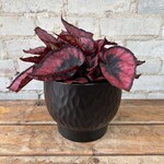 Begonia Rex 5" 'Red Kiss'