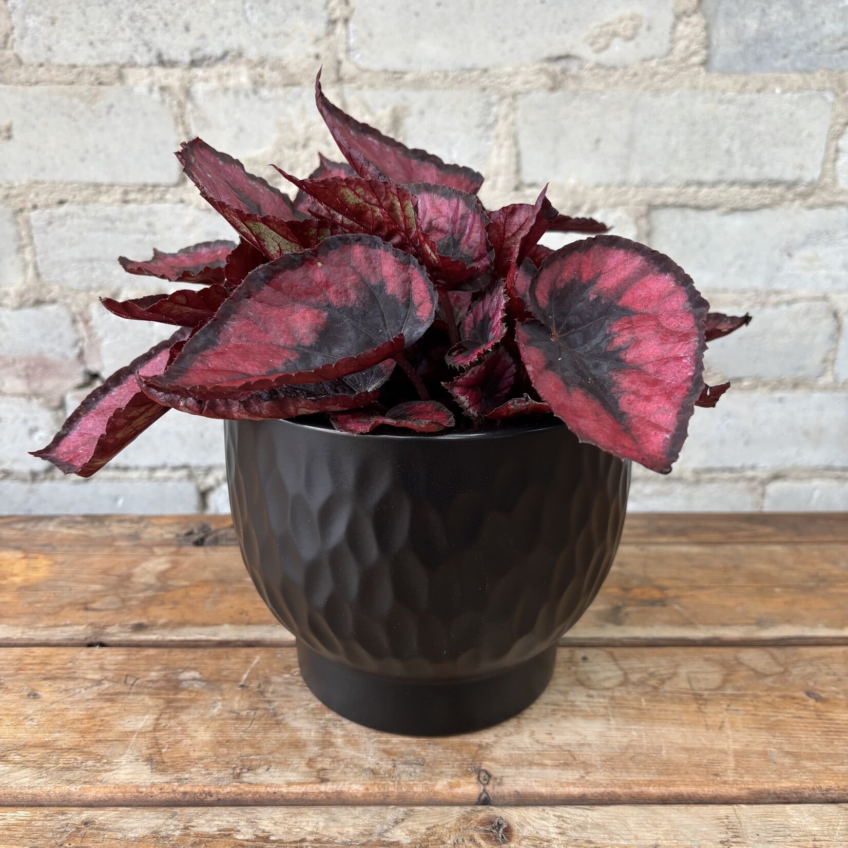 Begonia Rex 5" 'Red Kiss'