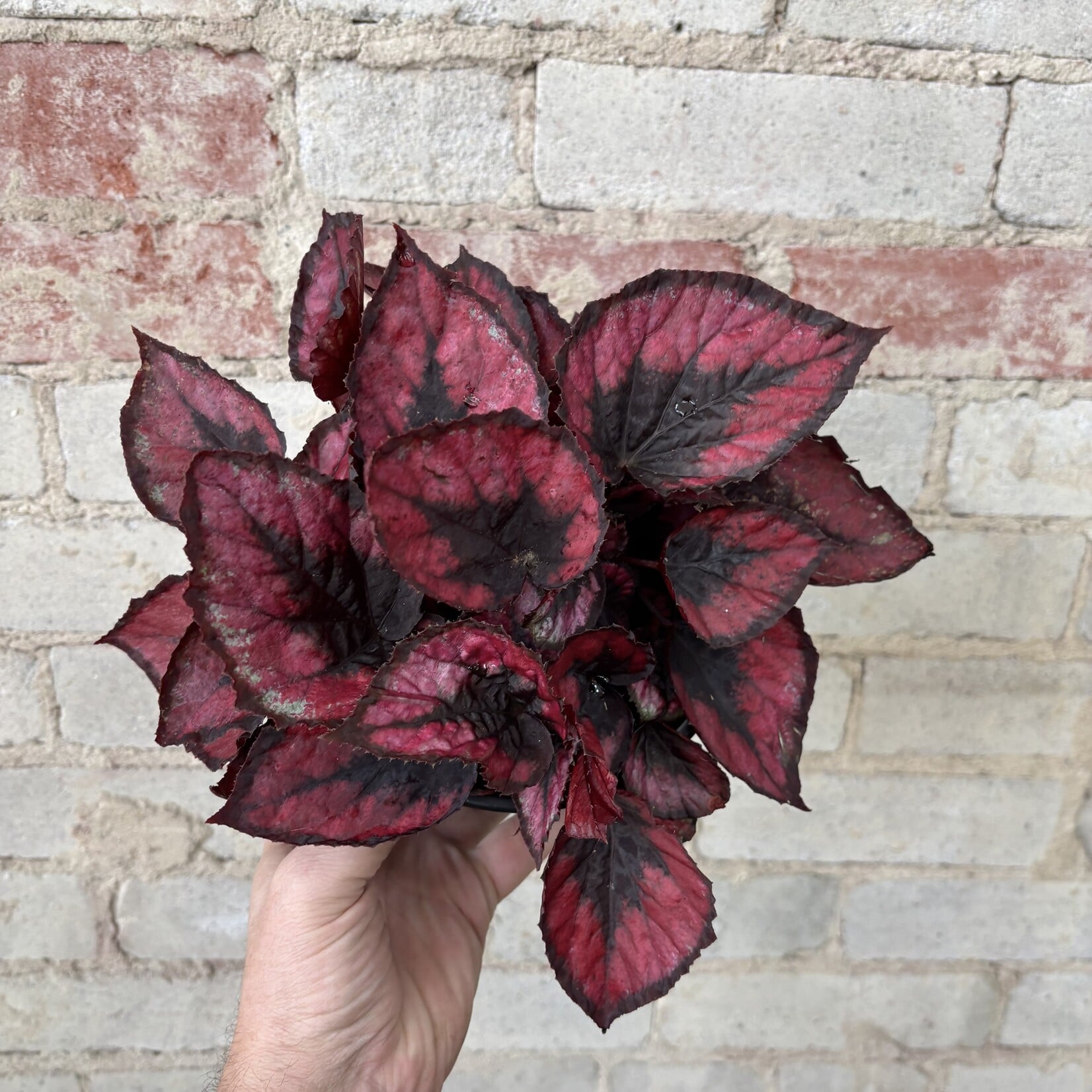 Begonia Rex 5" 'Red Kiss'