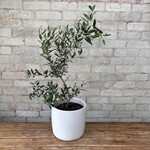 Olive Tree 8"