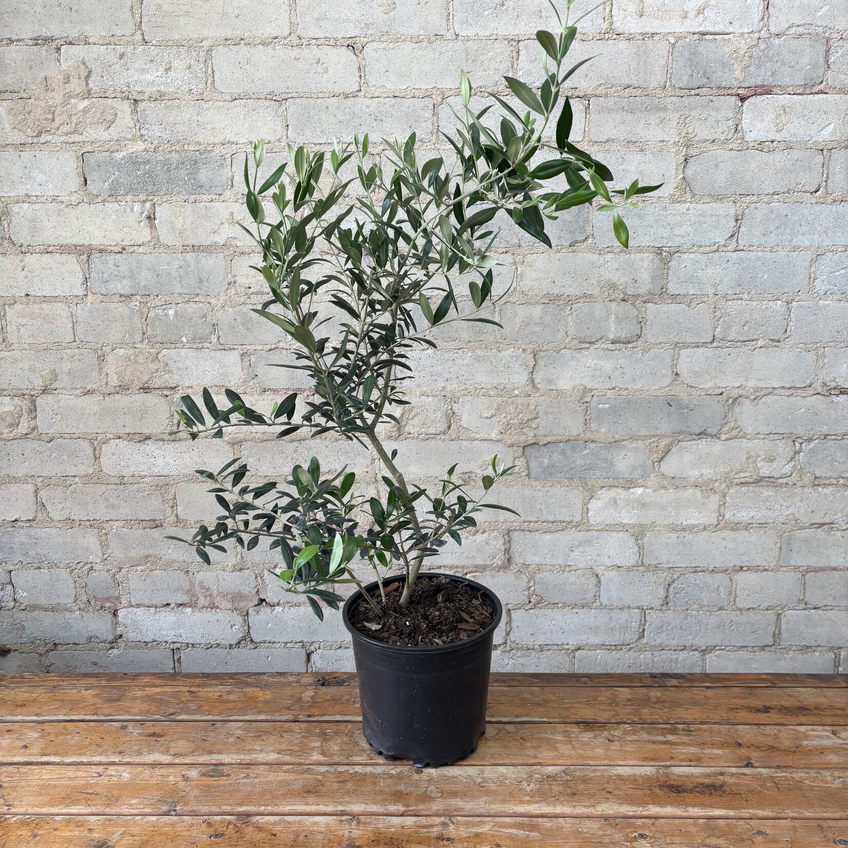 Olive Tree 8"