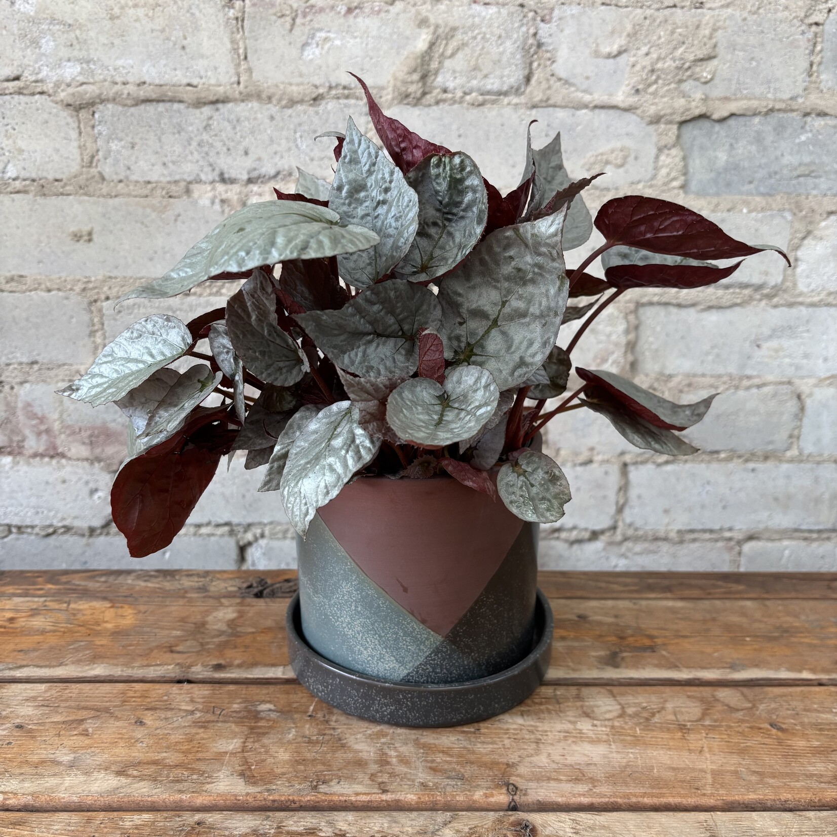 Begonia Rex 'Silver Limbo' 5"