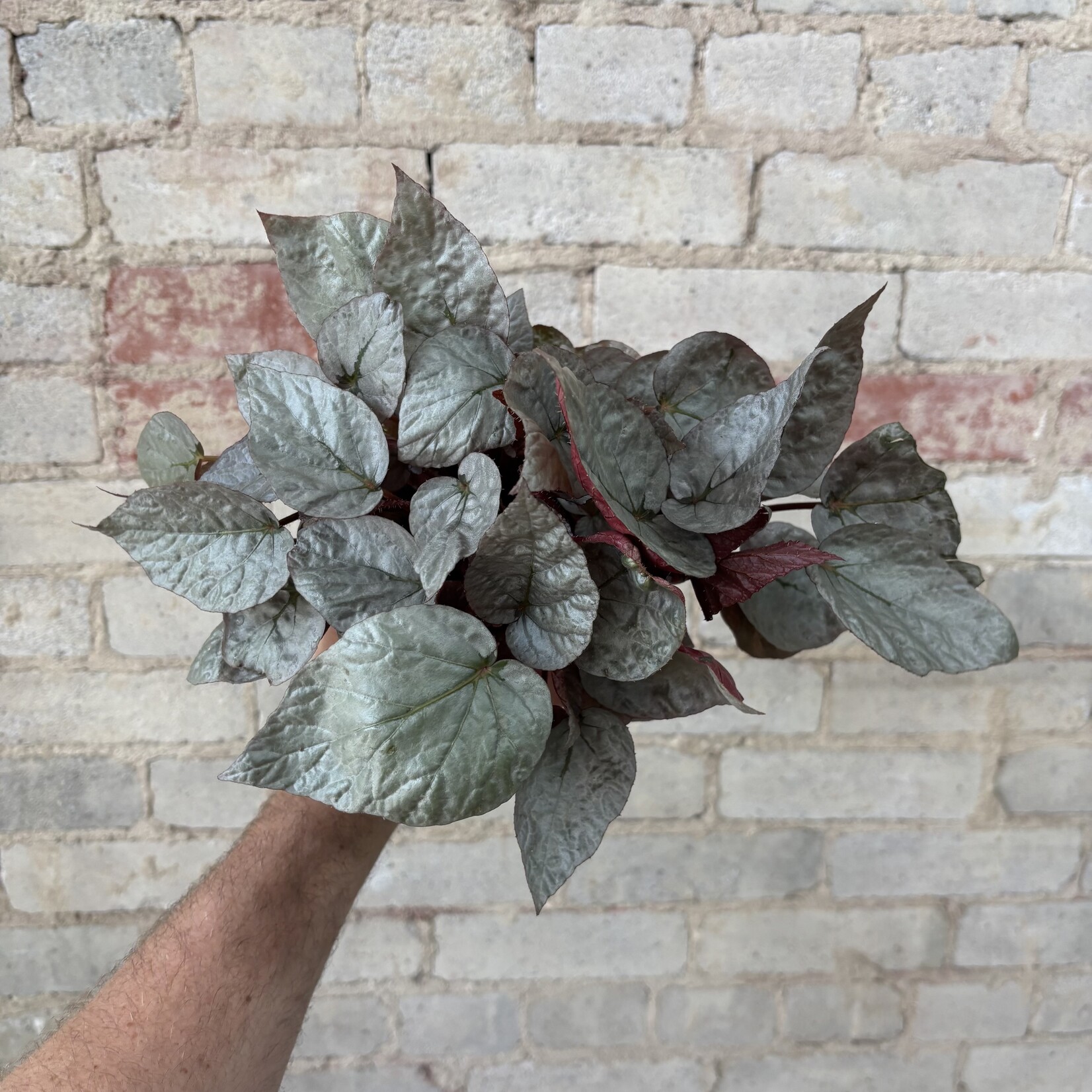 Begonia Rex 'Silver Limbo' 5"