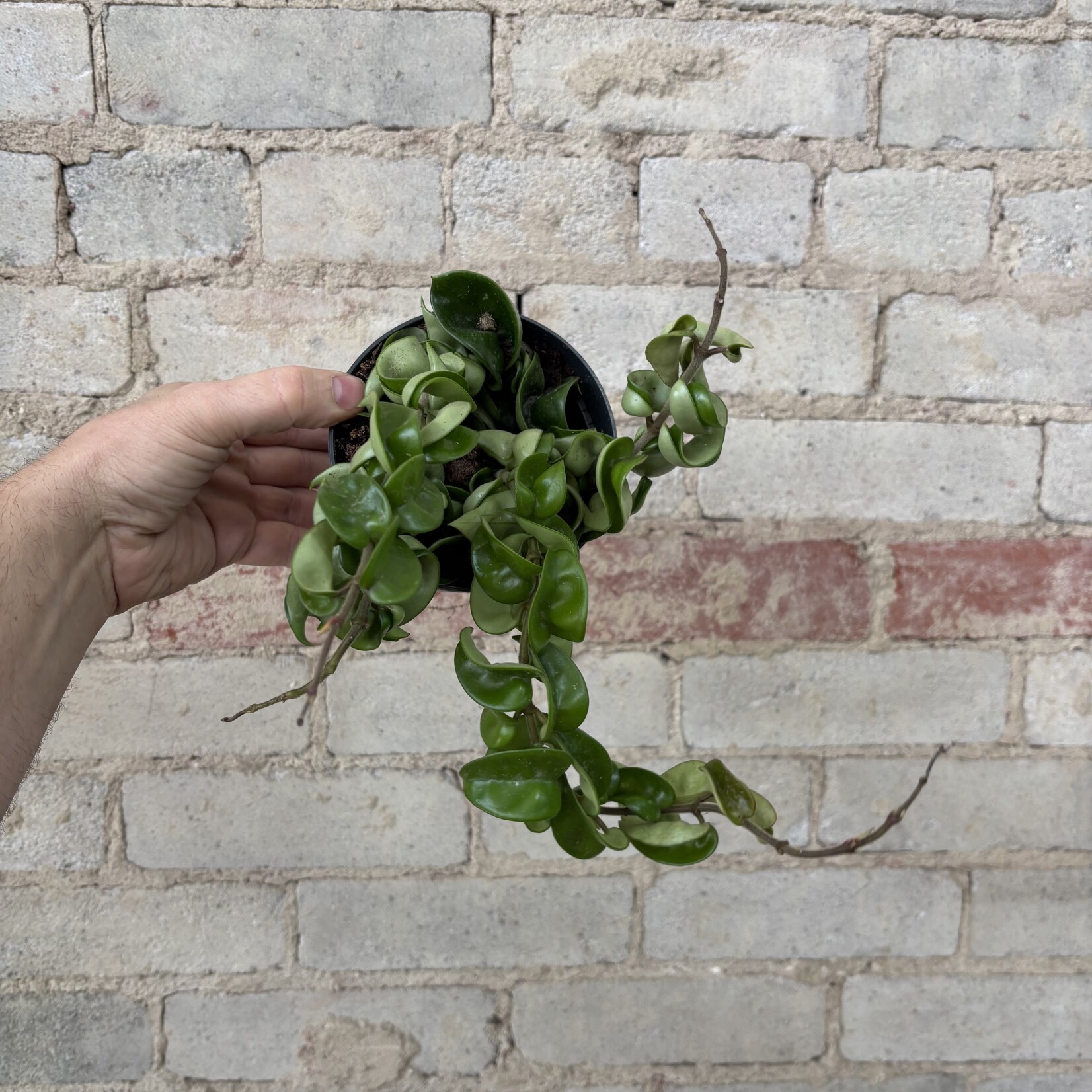 Hoya Compacta 5"