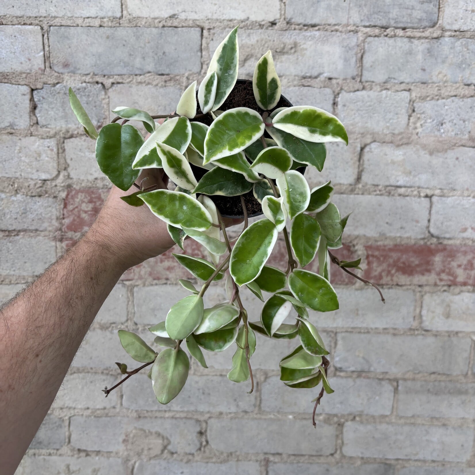 Hoya Carnosa Krimson Queen 5"