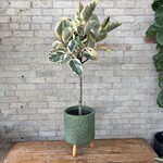 Ficus Elastica Tineke Standard 10"