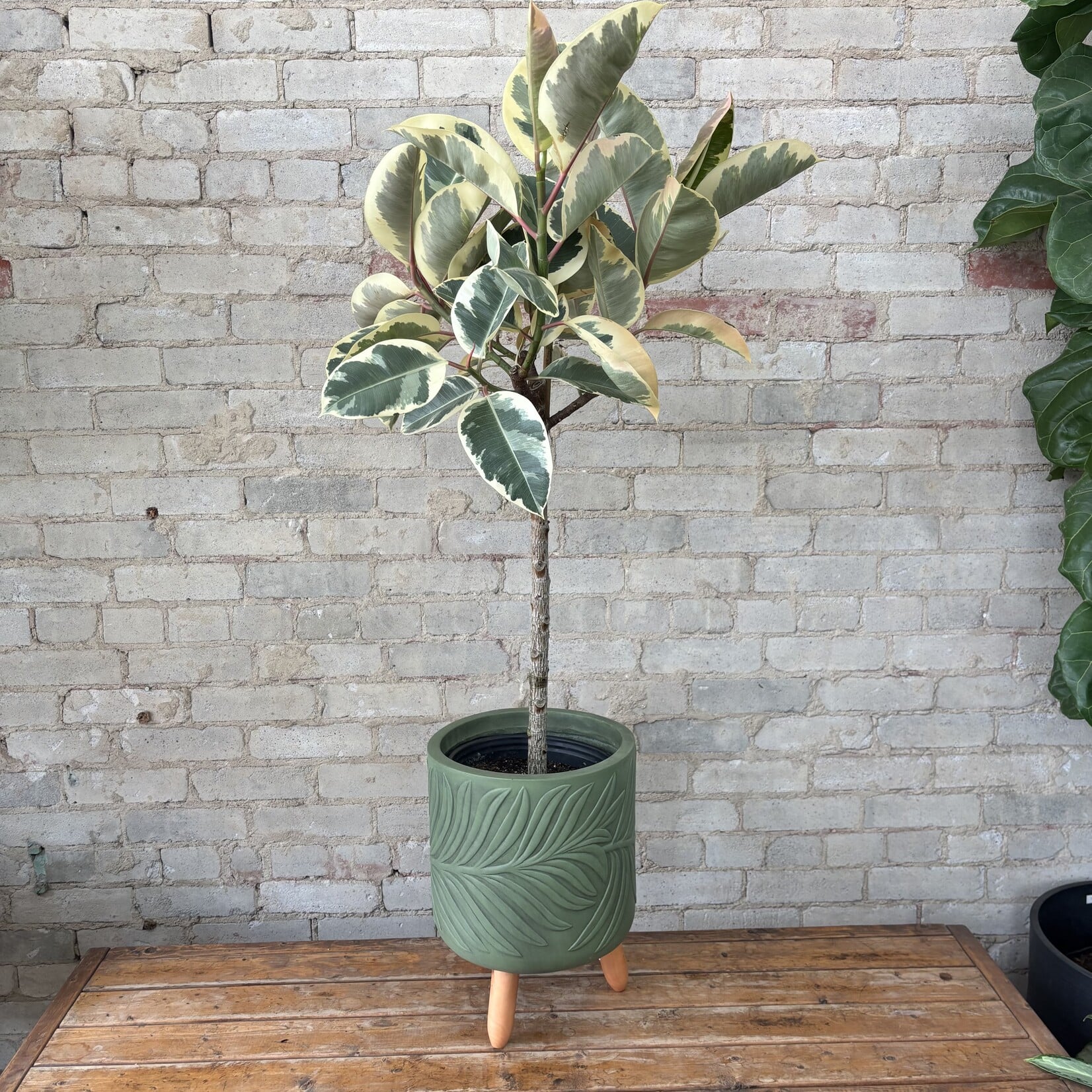 Ficus Elastica Tineke Standard 10"