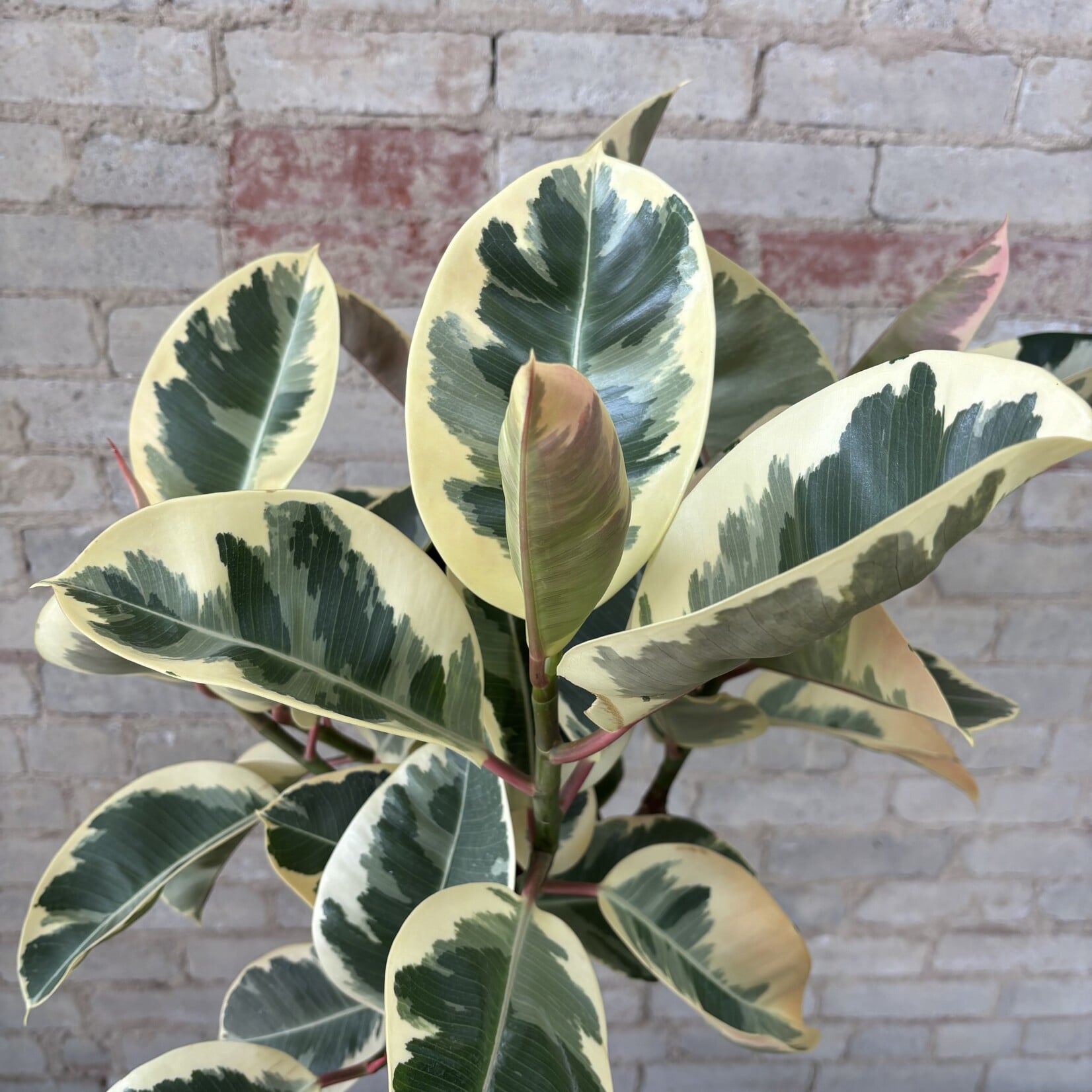 Ficus Elastica Tineke Standard 10"