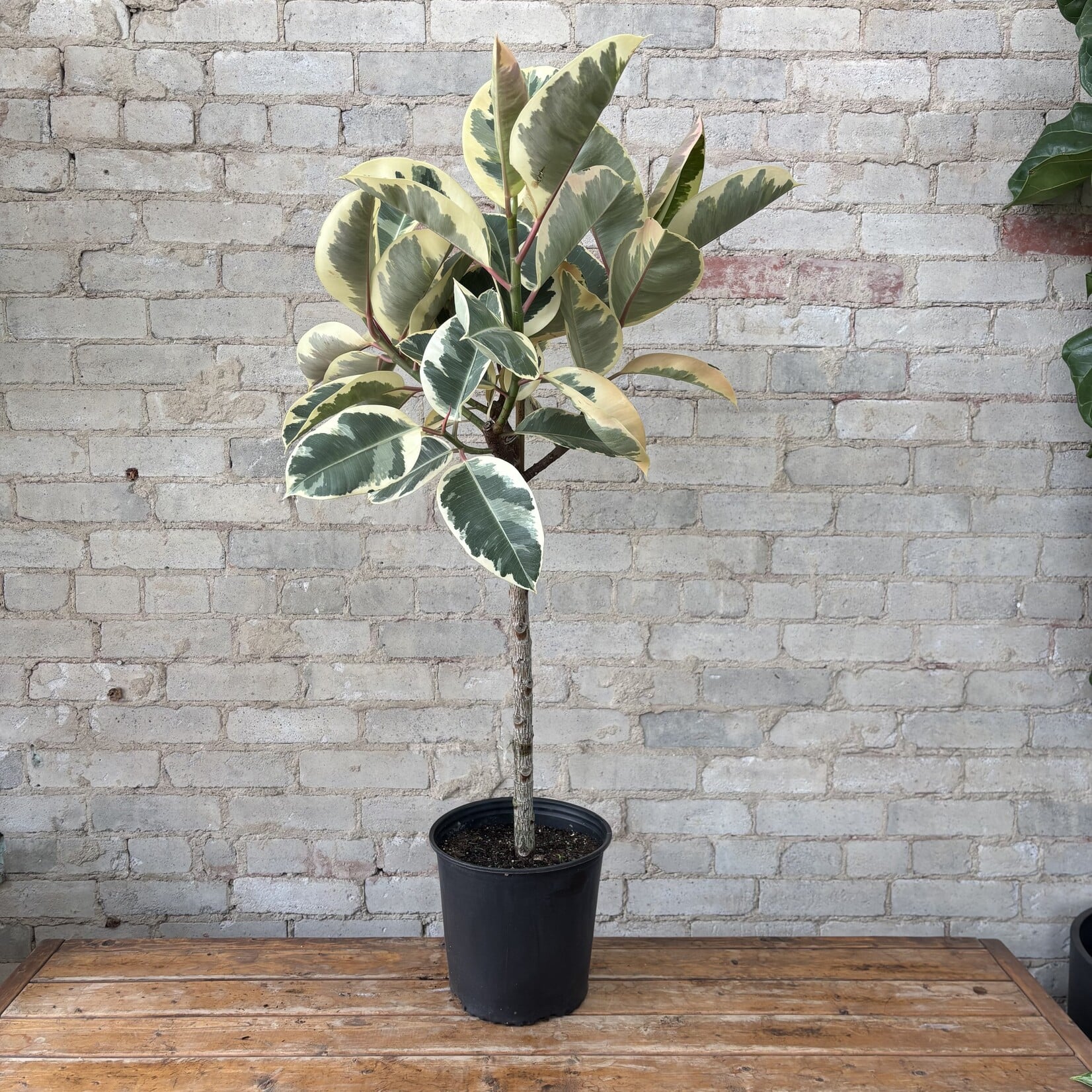 Ficus Elastica Tineke Standard 10"