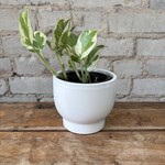 Opal Pot (fits 3.5")