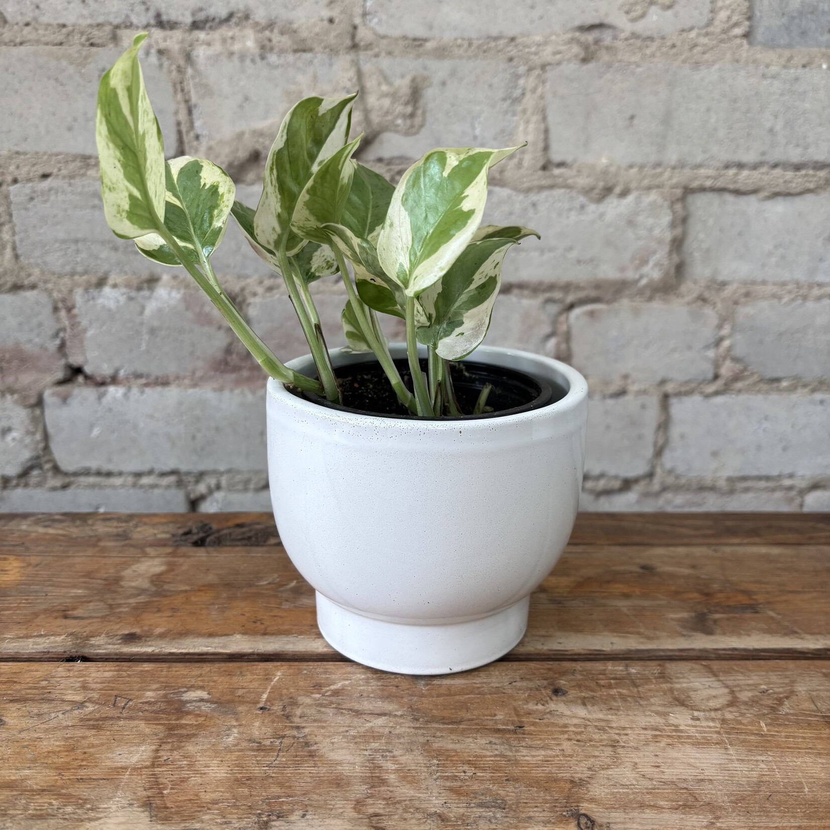 Opal Pot (fits 3.5")