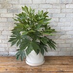 Fatsia Japonica Spiderweb 8"