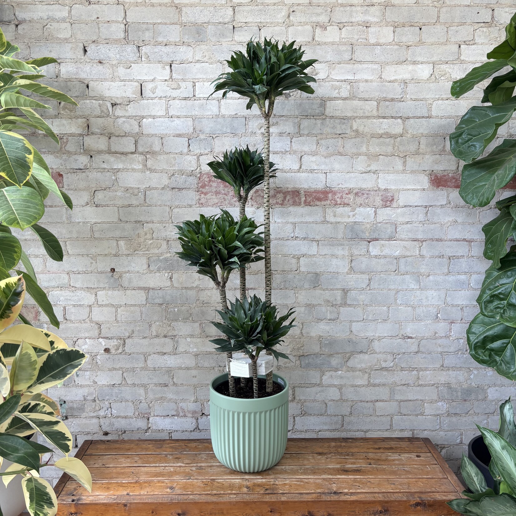 Dracaena Janet Craig Compacta 12"