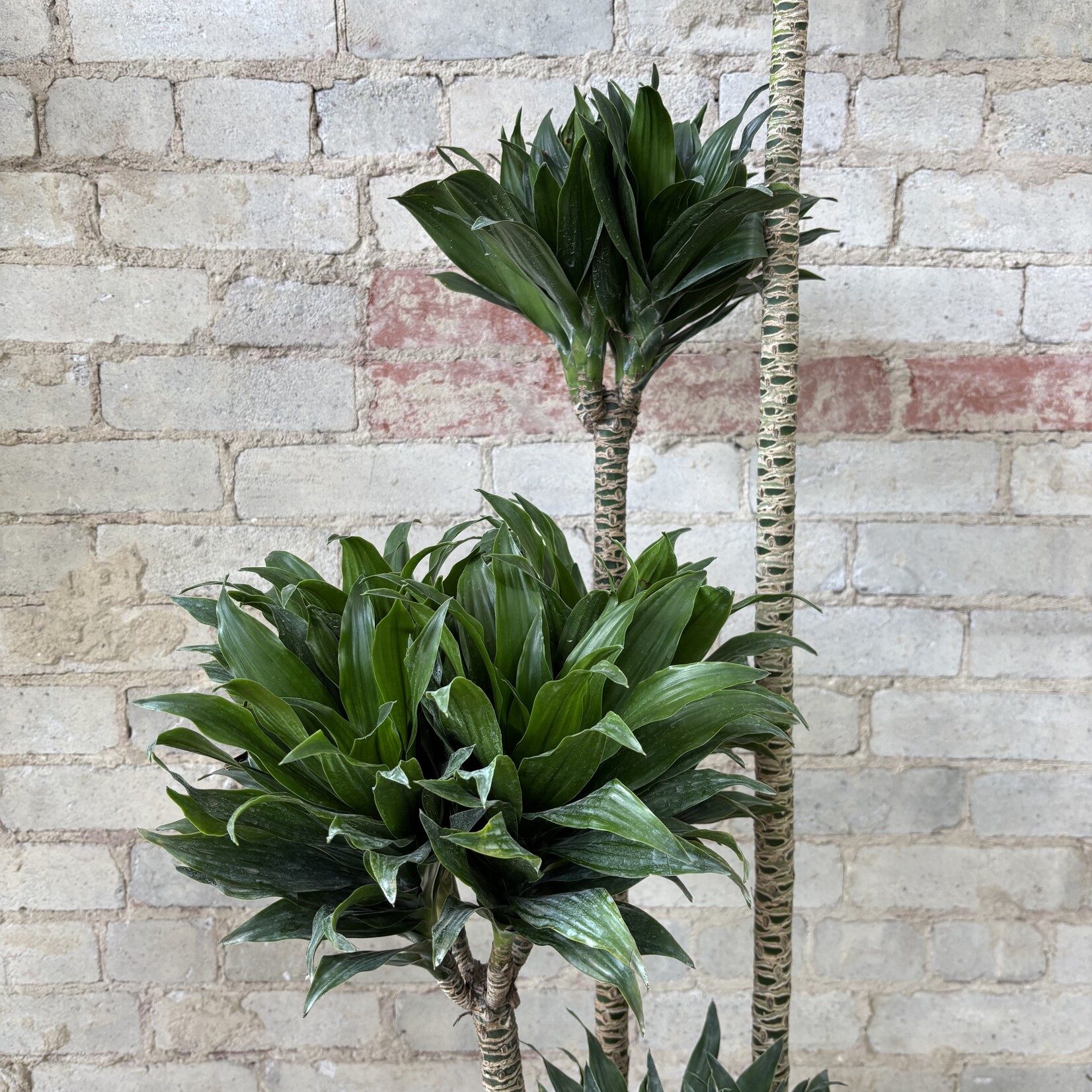 Dracaena Janet Craig Compacta 12"