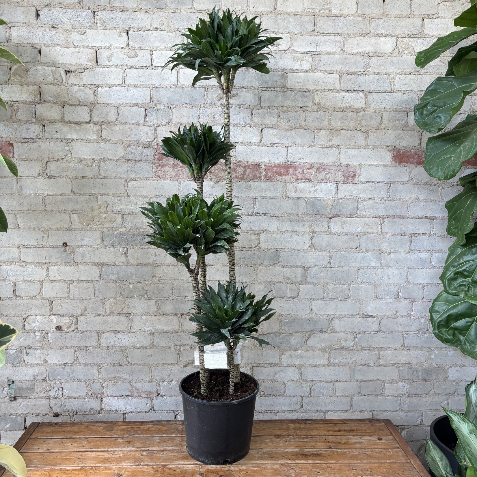 Dracaena Janet Craig Compacta 12"