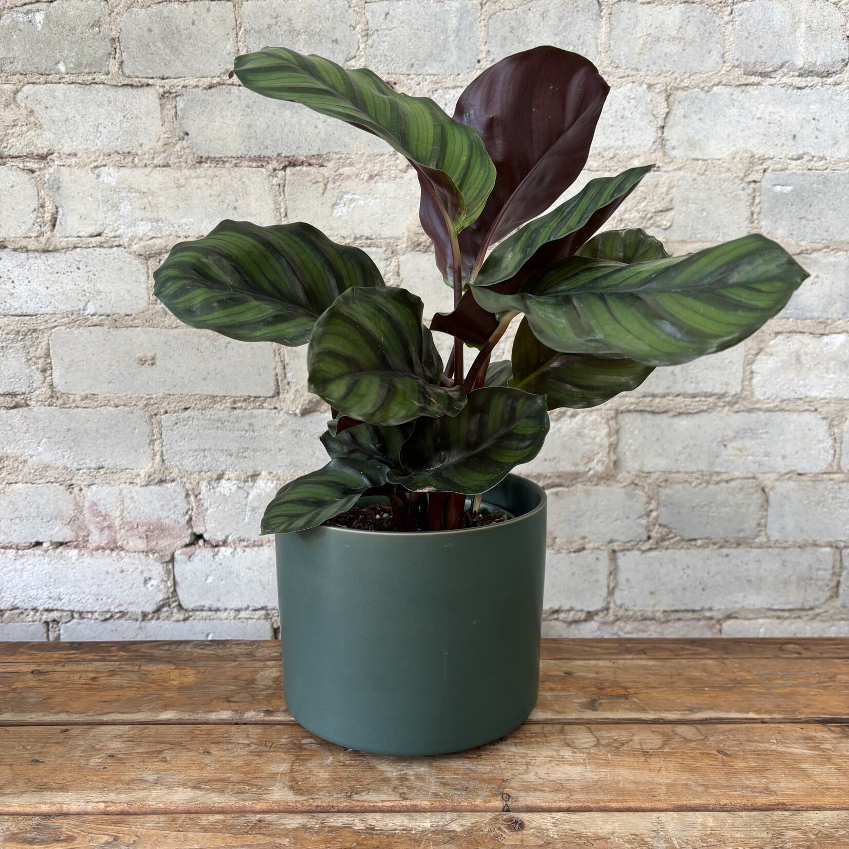 Calathea Fasciata 6"