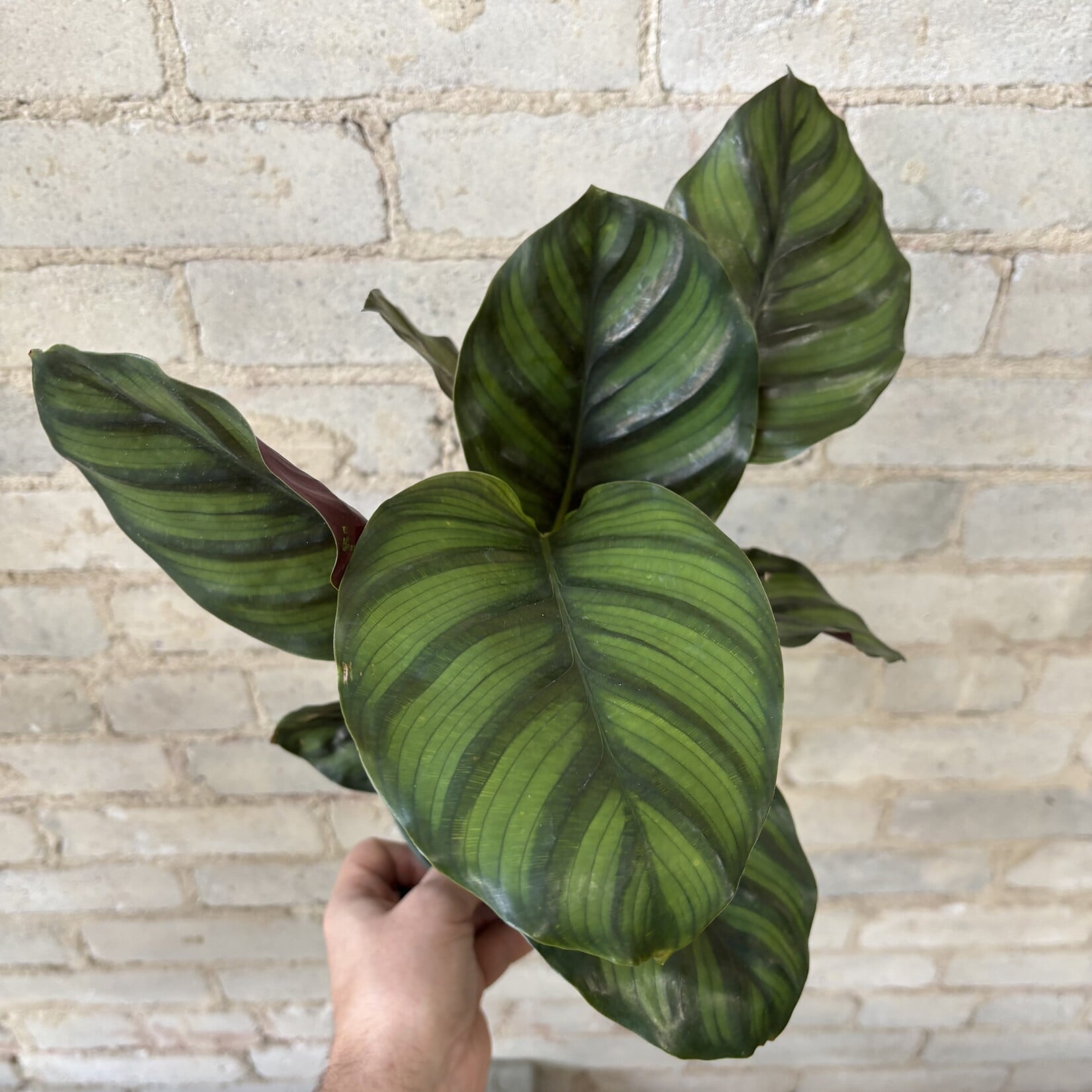 Calathea Fasciata 6"