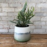 Blue Star Fern 6"