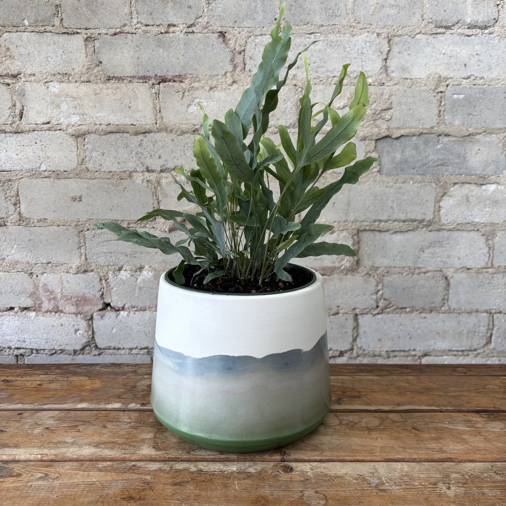 Blue Star Fern 6"