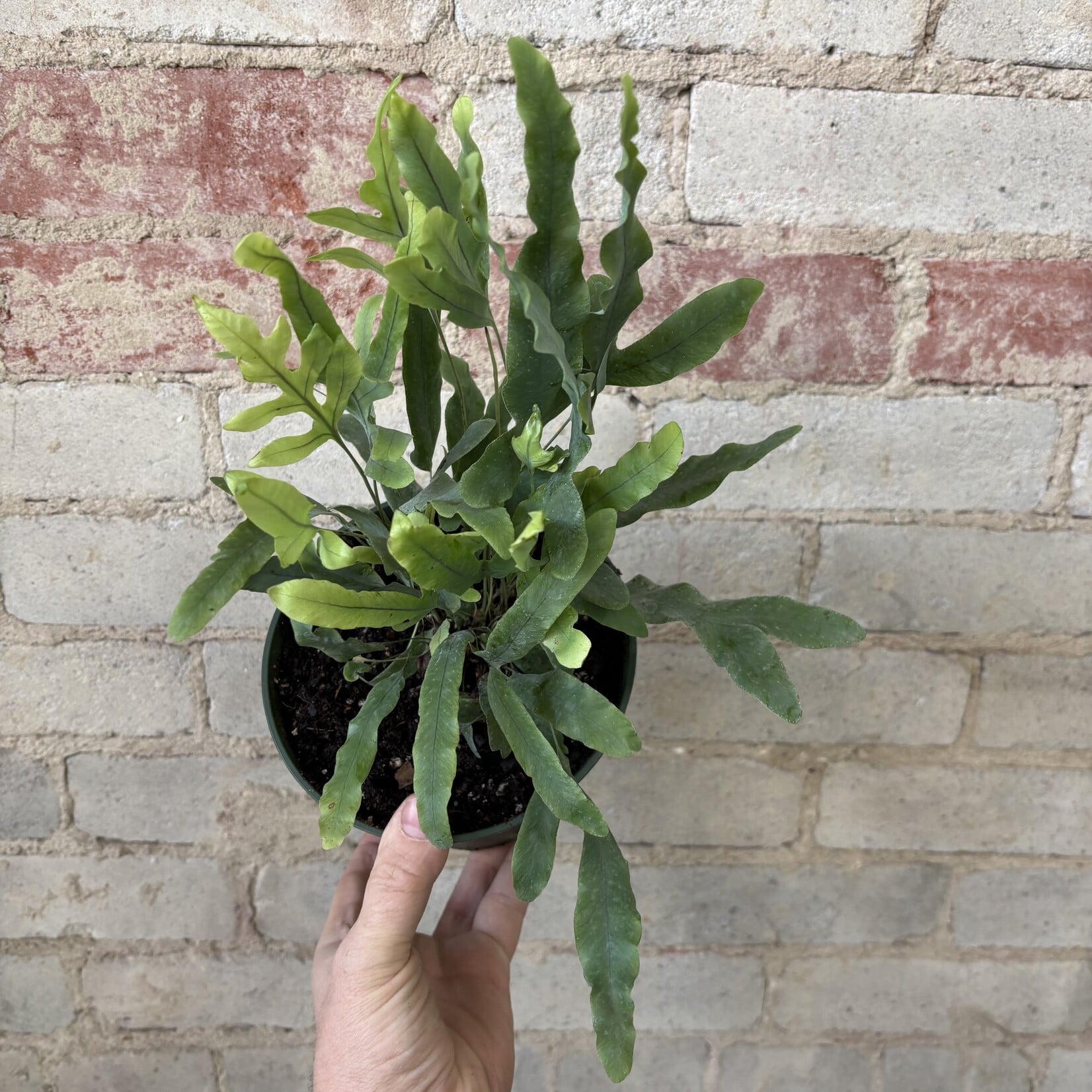 Blue Star Fern 6"