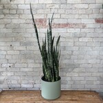 Sansevieria Zeylanica 10"