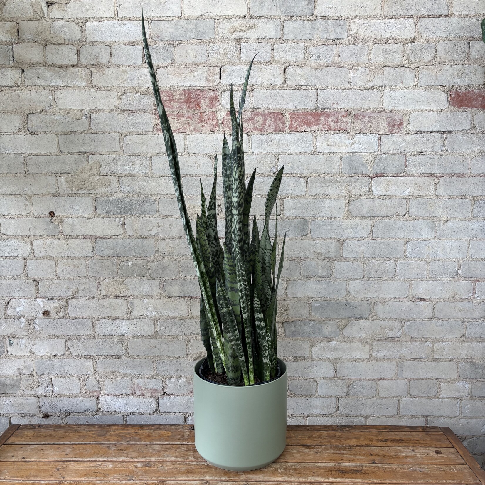 Sansevieria Zeylanica 10"