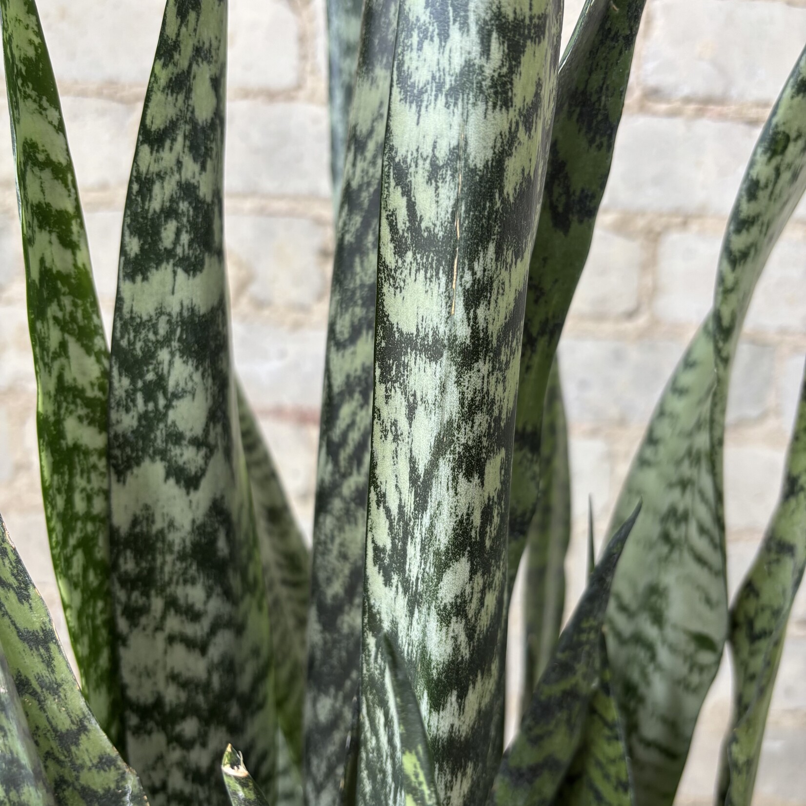 Sansevieria Zeylanica 10"