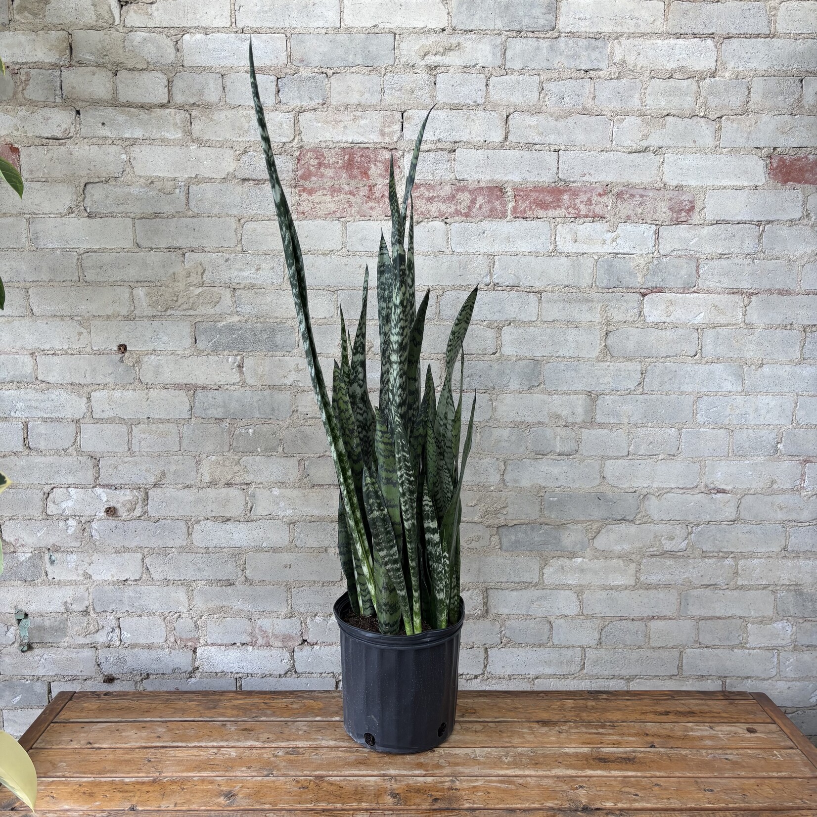 Sansevieria Zeylanica 10"