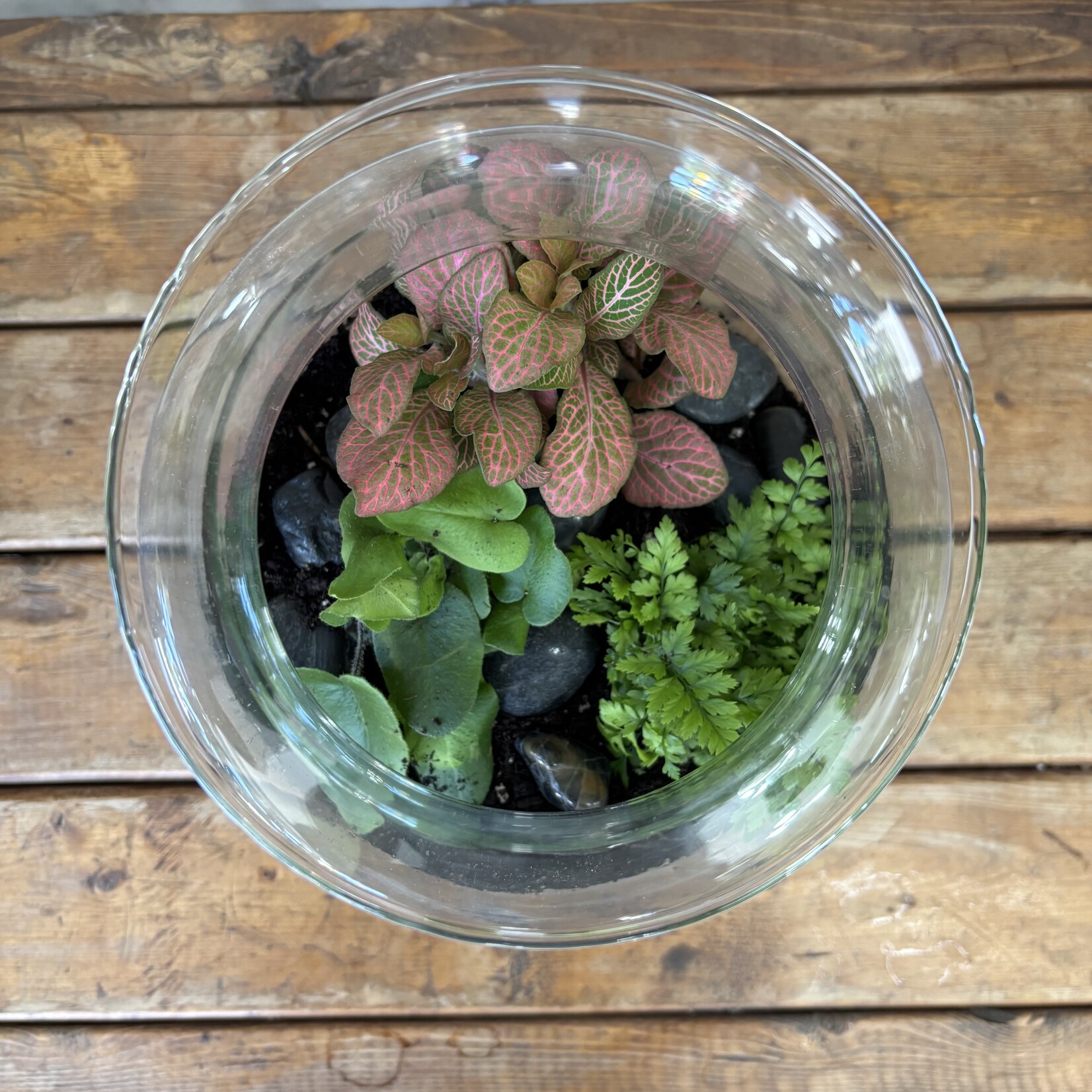 Large Glass Terrarium: Jungle