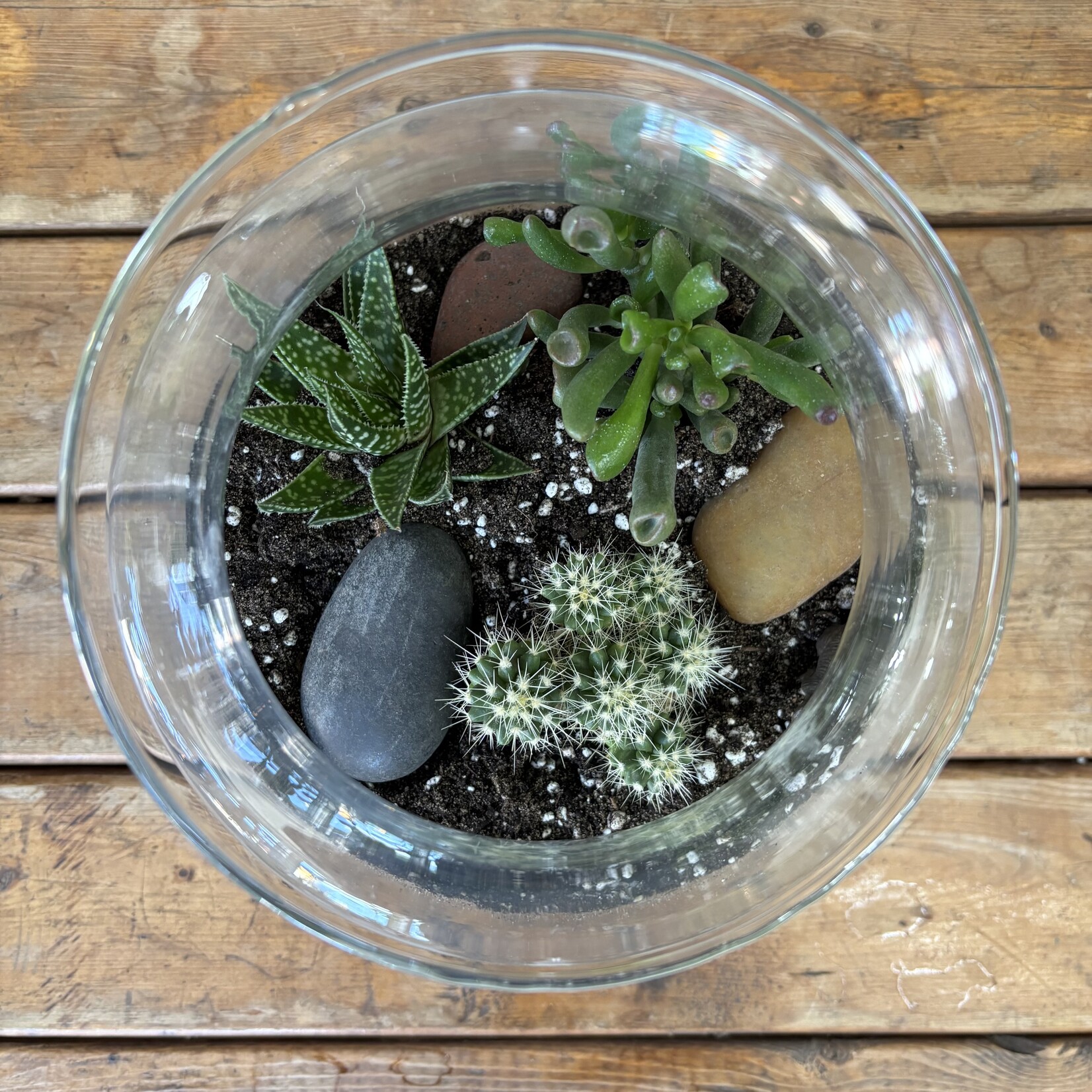 Glass Terrarium: Desert