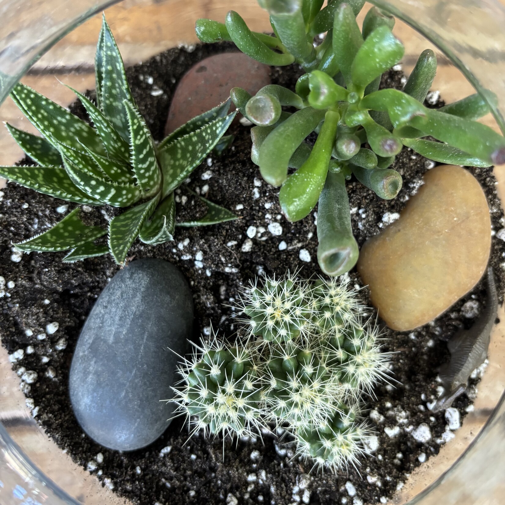 Glass Terrarium: Desert