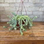 Sedum Burro's Tail 6" HB