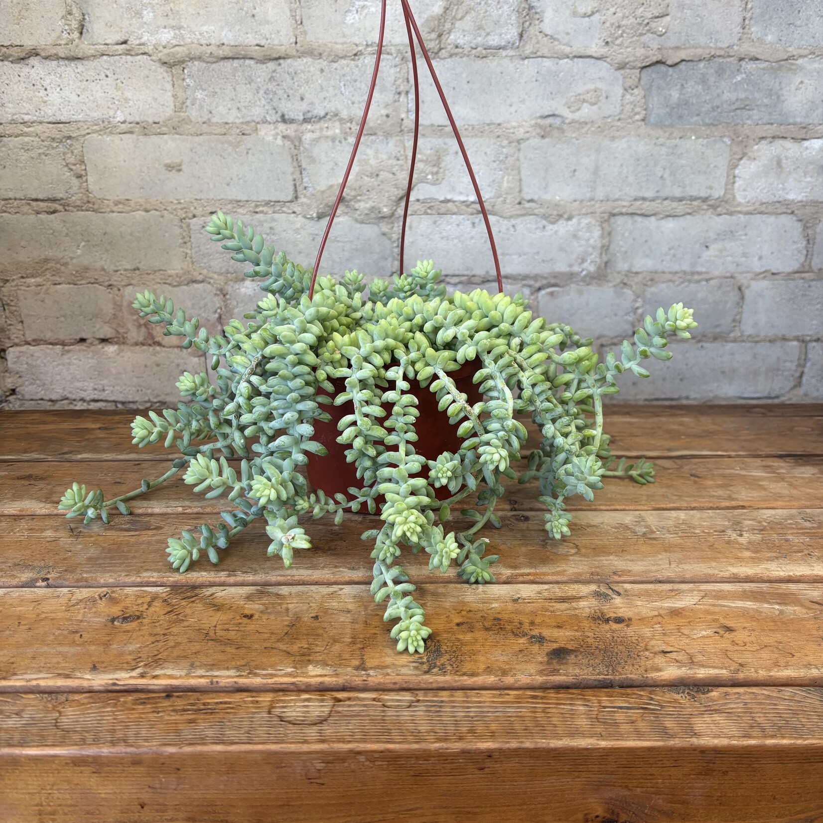Sedum Burro's Tail 6" HB