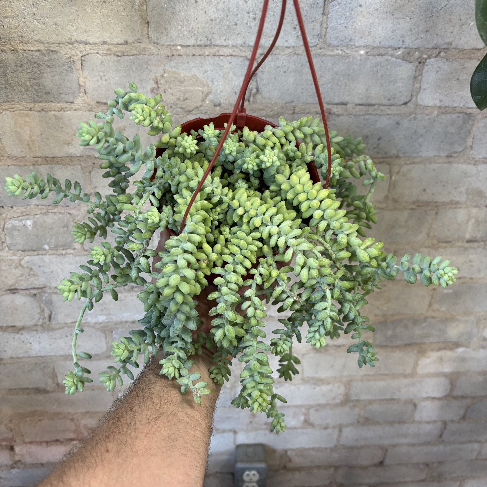 Sedum Burro's Tail 6" HB