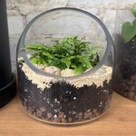 Glass Terrarium: Fern