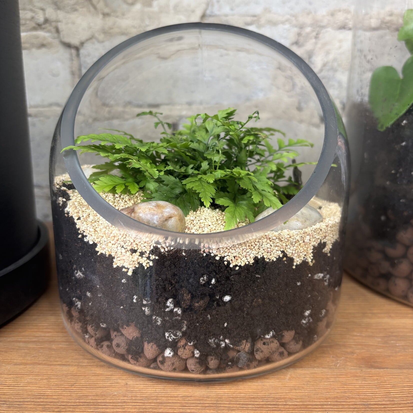 Glass Terrarium: Fern