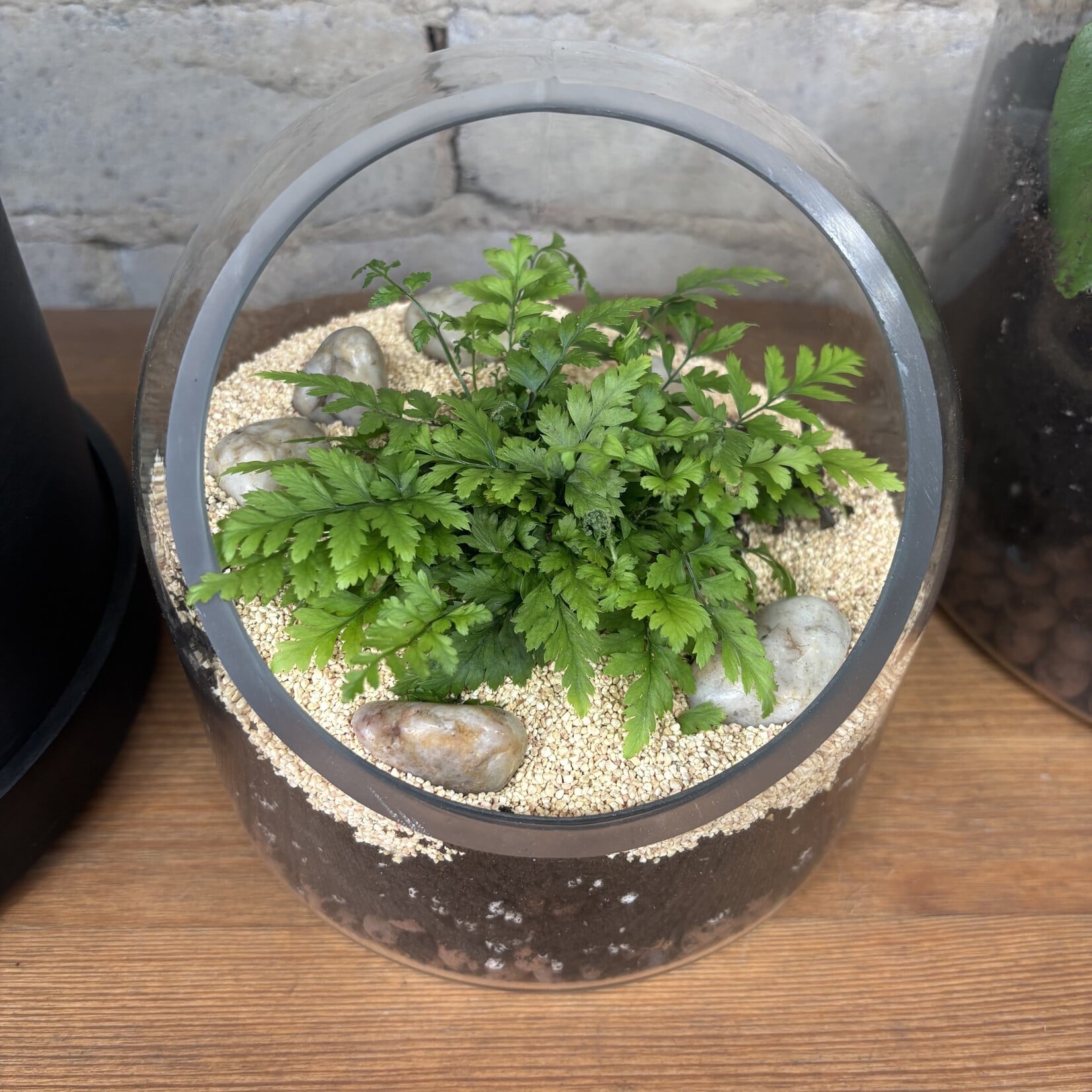 Glass Terrarium: Fern