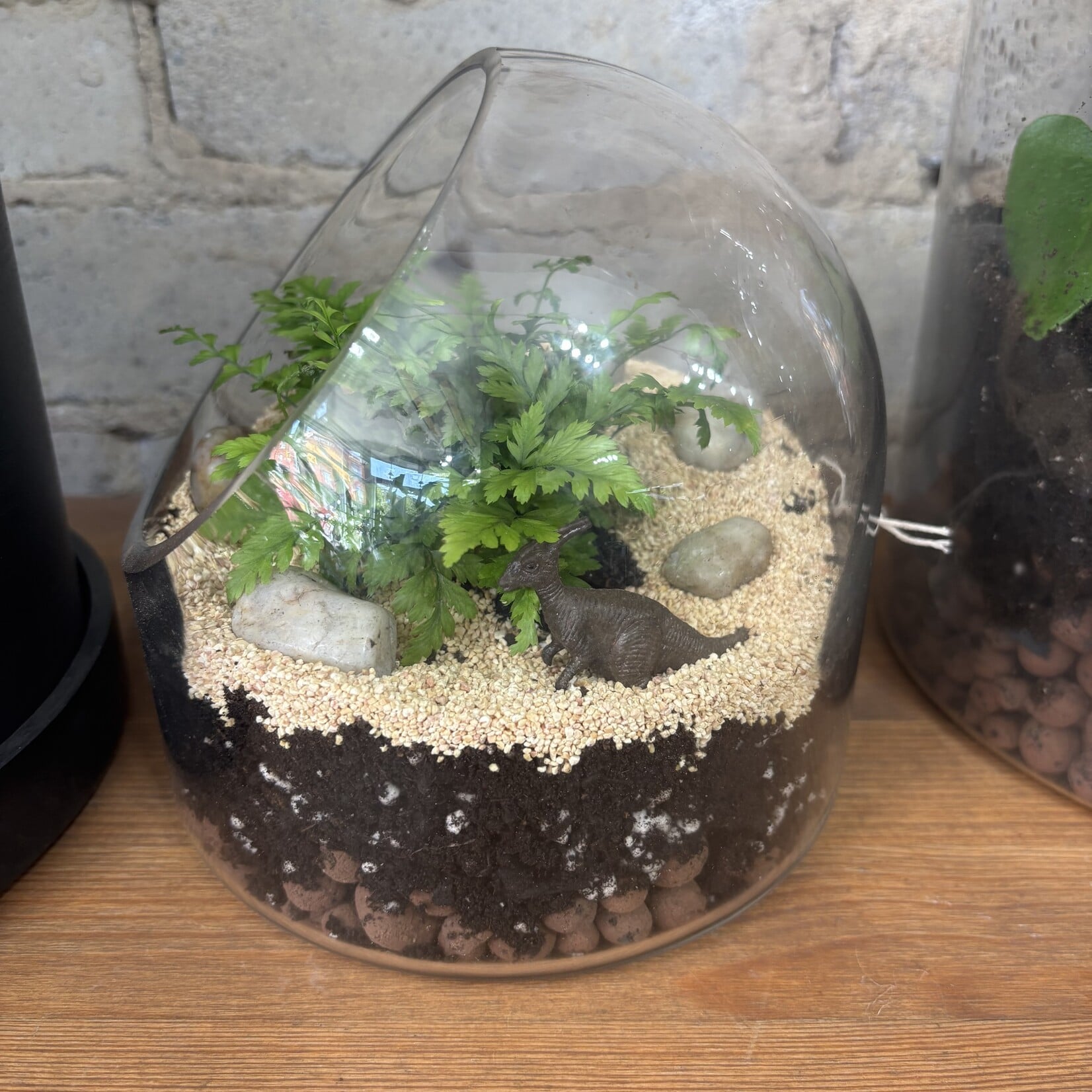 Glass Terrarium: Fern