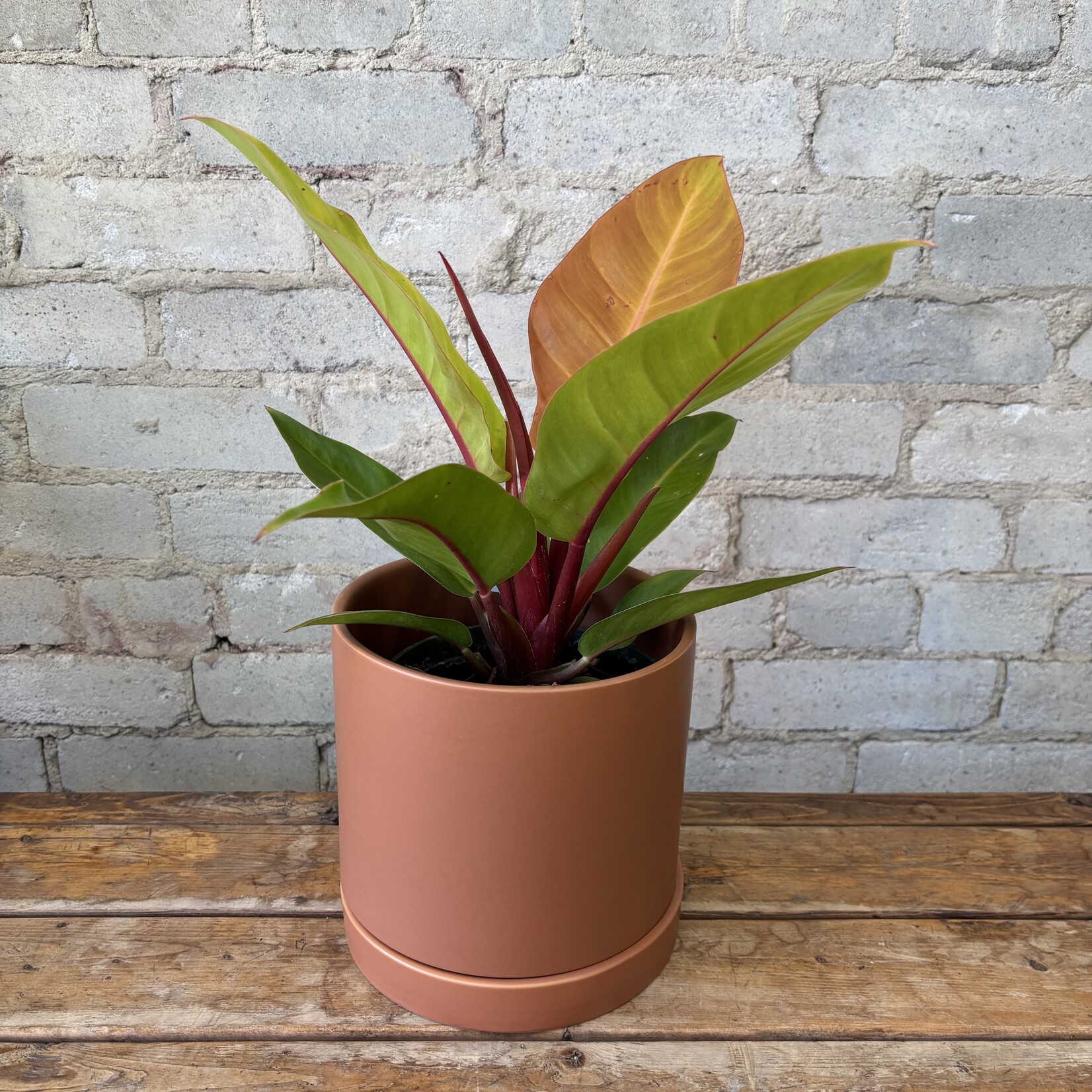 Philodendron Prince of Orange 6"