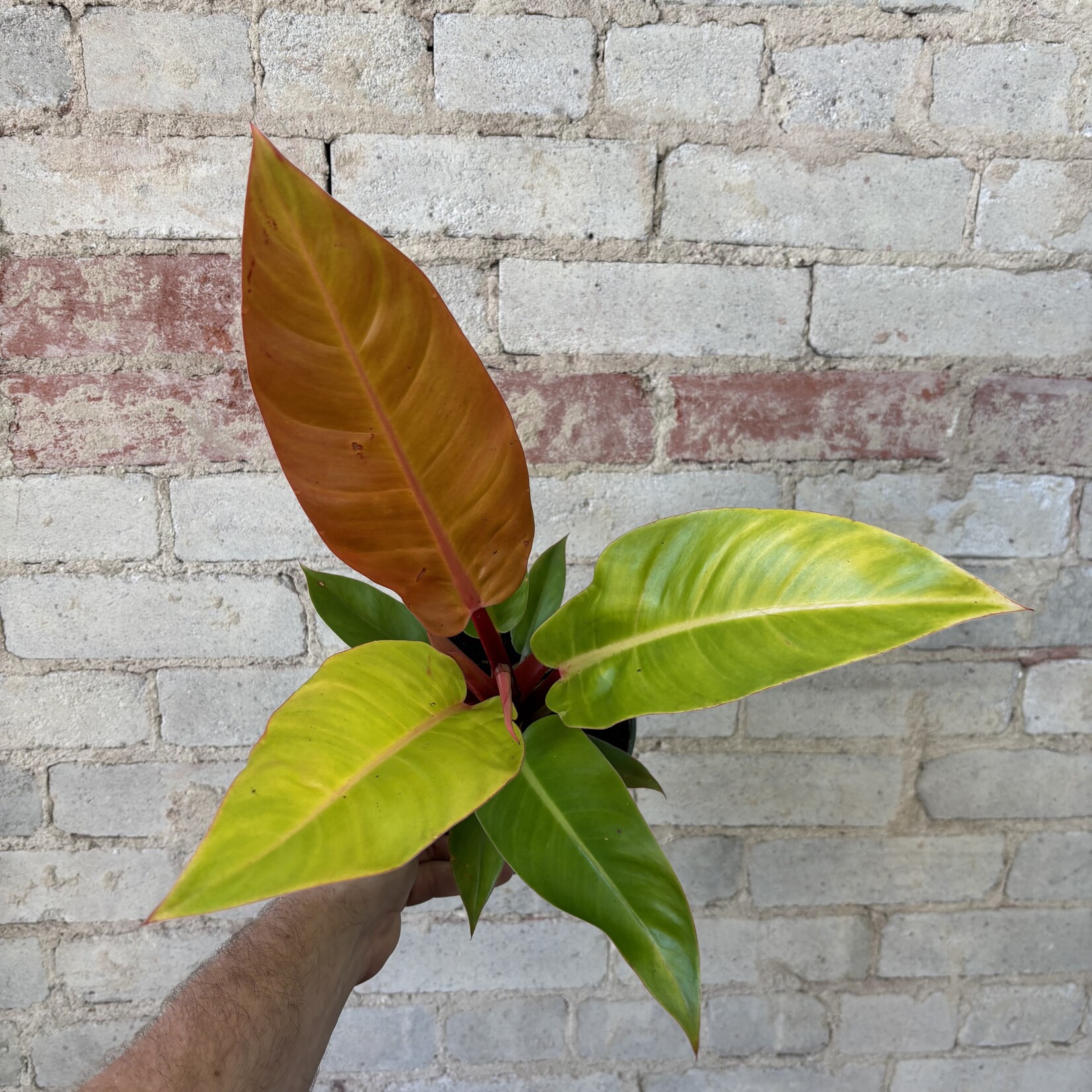 Philodendron Prince of Orange 6"