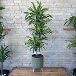 Dracaena Warneckii Lemon Lime Cane 10"